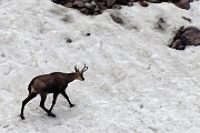 70  Camosci si rinfrescano e giocano sulla neve (maxi zoom)